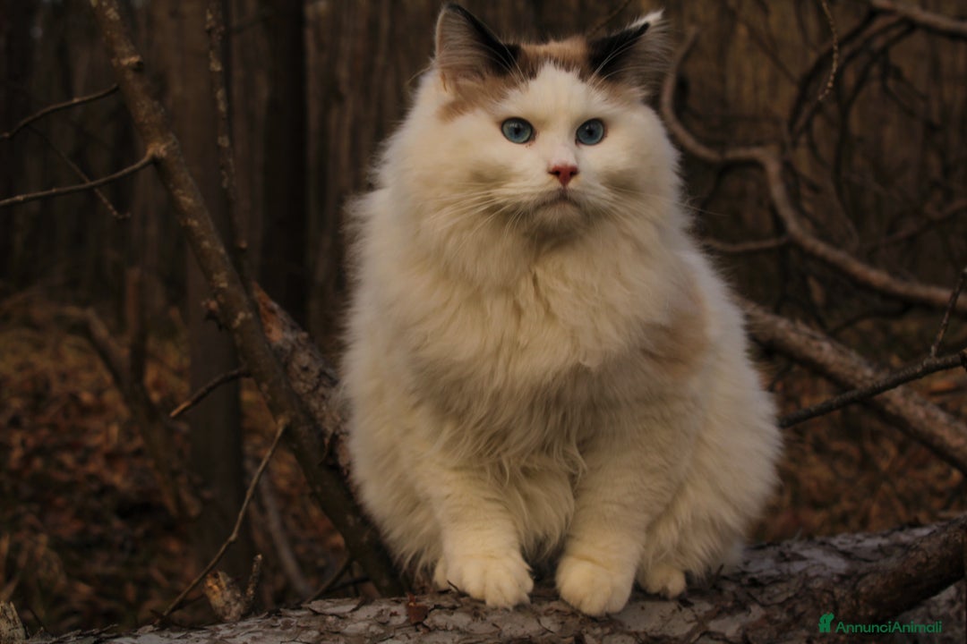 Ragdoll gatti in vendita: Ragdoll maschio con pedigree da riproduzione. a Provincia di Pavia - Immagine 2