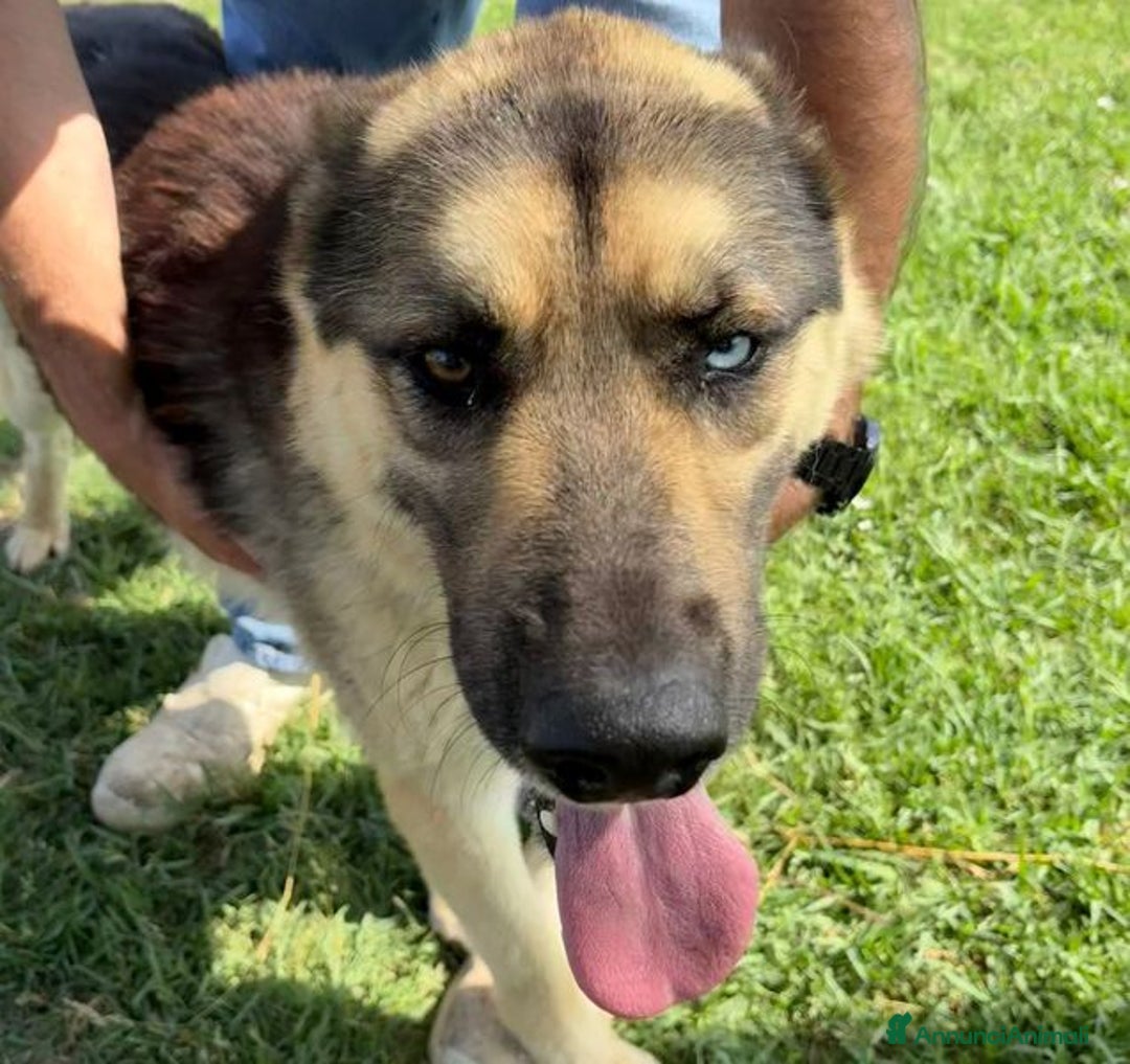 Pastore Tedesco cani in regalo: David Bowie strepitoso pastore tedesco a Provincia di Latina - Immagine 5