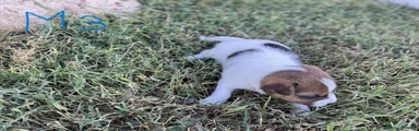 Jack Russell 3