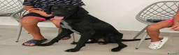Meticcio cani in regalo: Massy: cucciolone incrocio bracco dolcissimo  - Annuncio 3