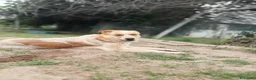 Meticcio cani in regalo: REGALO METICCIO a Provincia di Cuneo - Annuncio 1