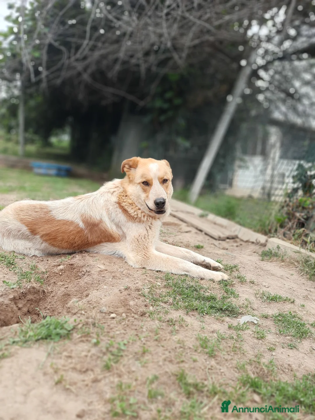 Meticcio cani in regalo: REGALO METICCIO a Provincia di Cuneo - Annuncio 1