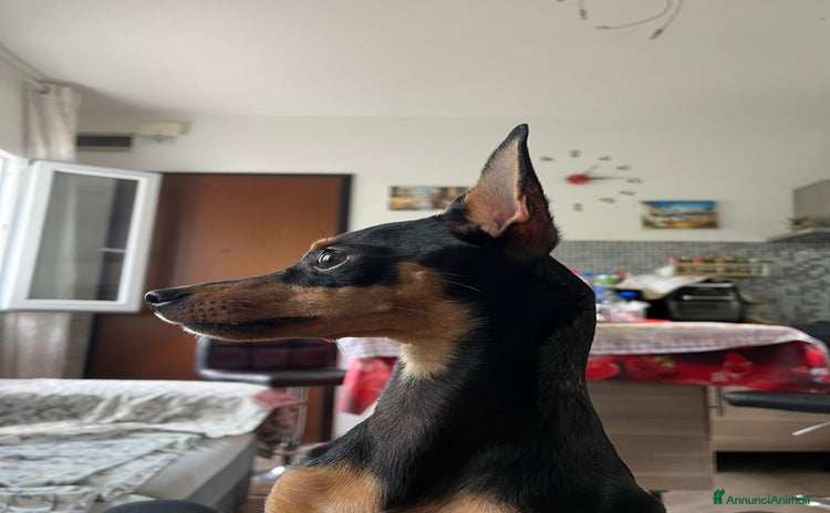 Pinscher Tedesco cani - Annuncio 1