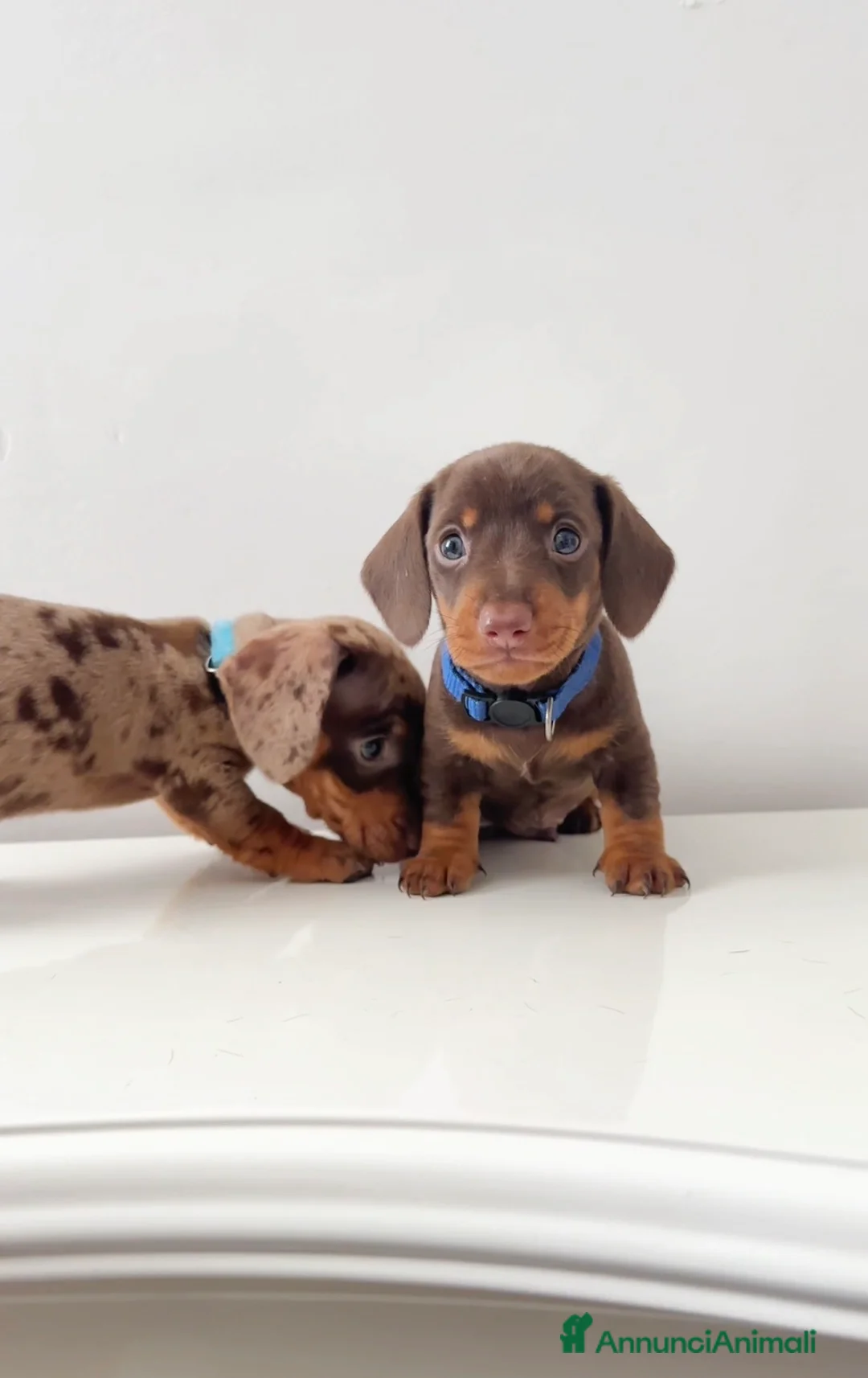 Bassotto cani in vendita: Cuccioli di bassotti  - Annuncio 2