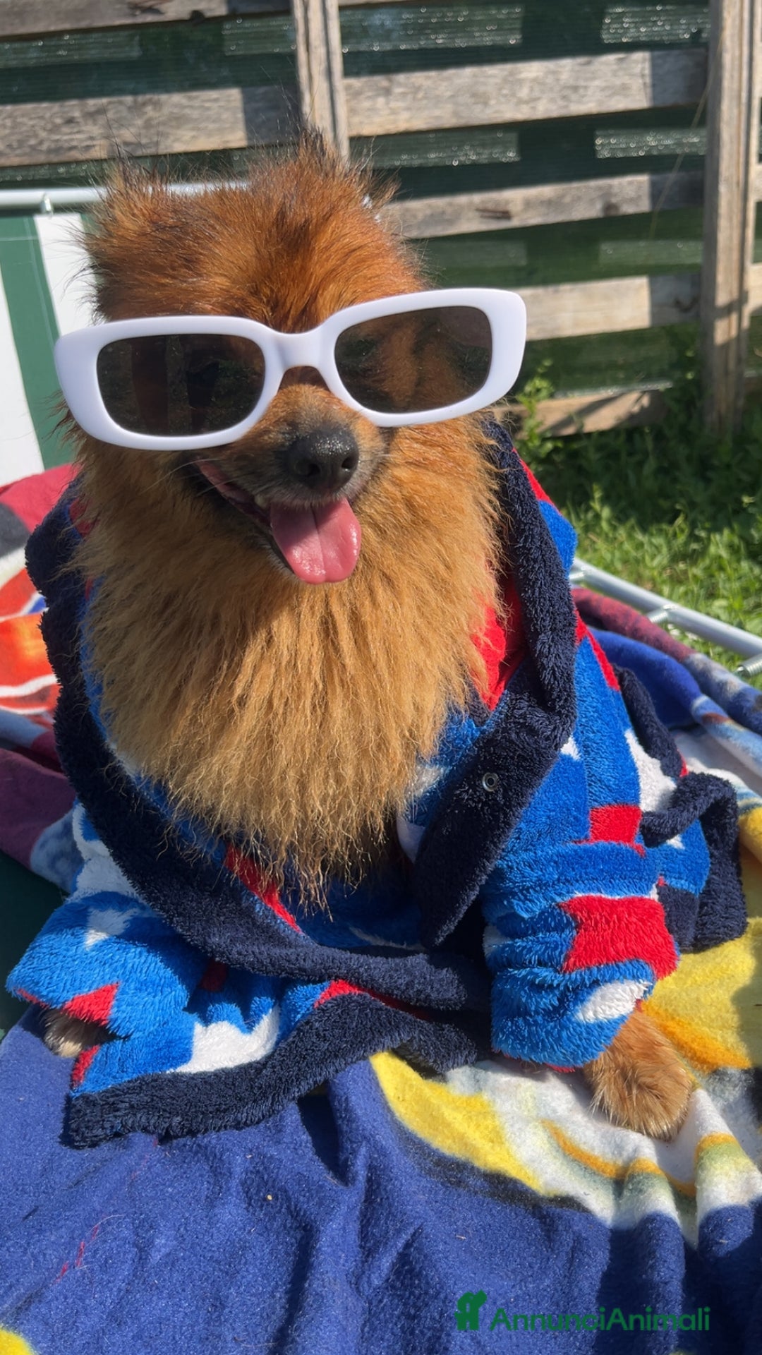 Volpino Pomerania cani per accoppiamento: Volpino Pomerania disponibile per accoppiamento  - Annuncio 6