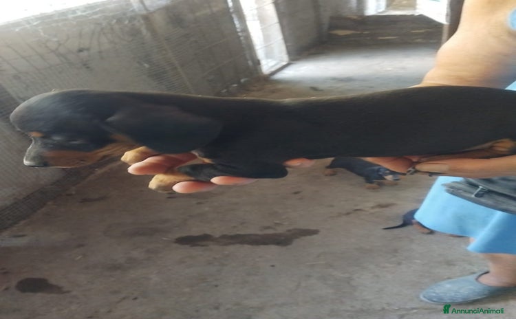 Bassotto cani a Città Metropolitana di Torino - Annuncio 1