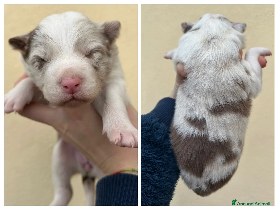 Border Collie cani in vendita: Cuccioli border collie - Annuncio 6