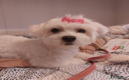 Bichon cani in vendita: 5 bellissimi cuccioli di Bichon Maltese - Immagine 6