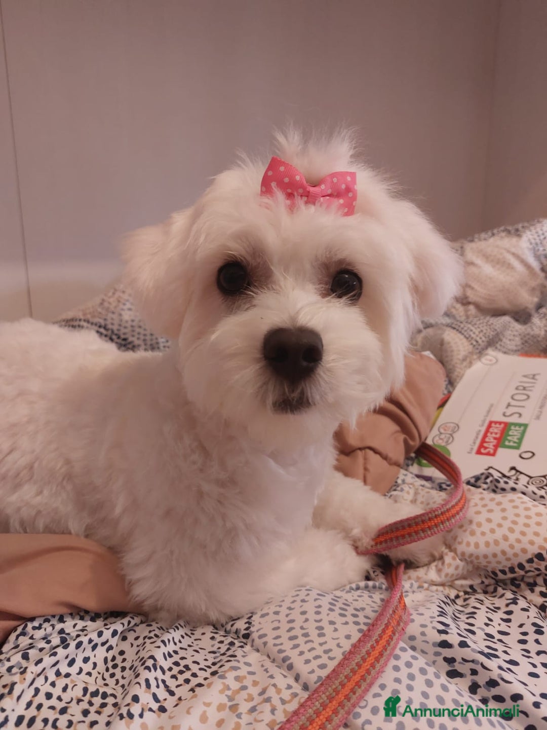 Bichon cani in vendita: 5 bellissimi cuccioli di Bichon Maltese - Immagine 6