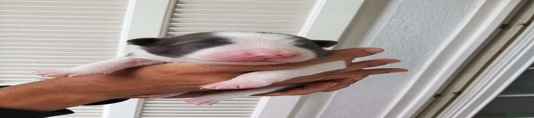 Border Collie Cucciolo 4