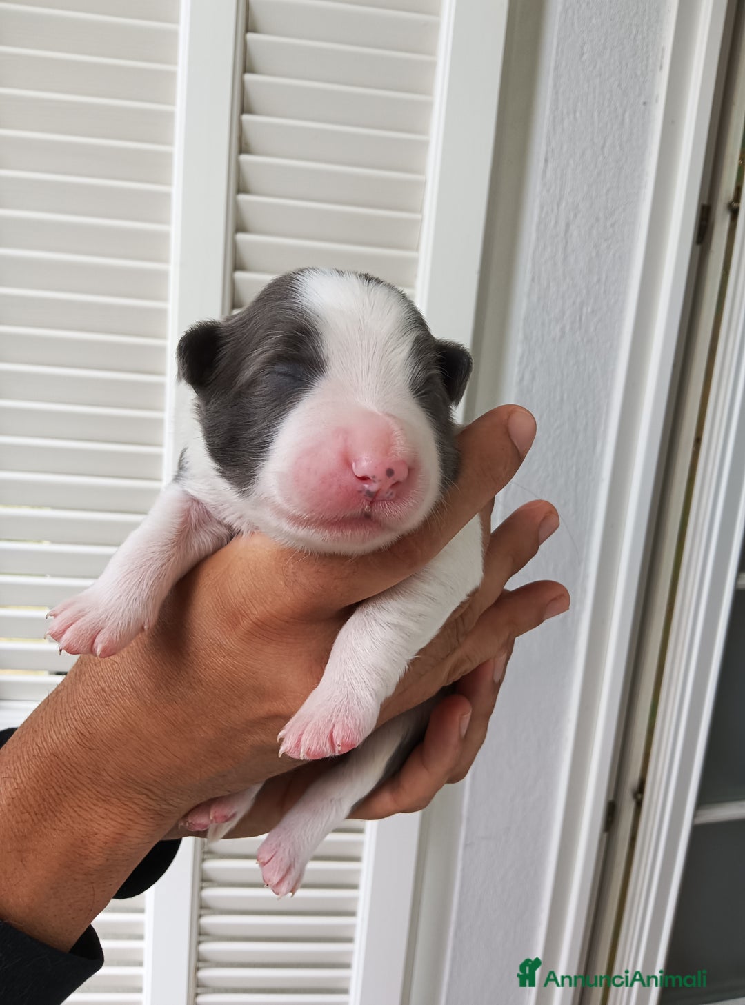 Border Collie cani in vendita: Cuccioli Border Collie a Città Metropolitana di Torino - Immagine 27