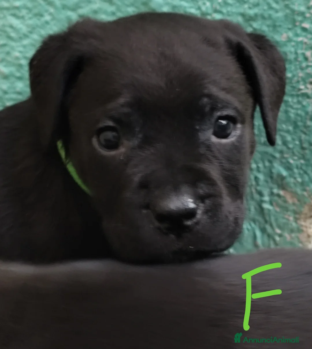Cane Corso cani in vendita: Cuccioli di cane corso  - Annuncio 8