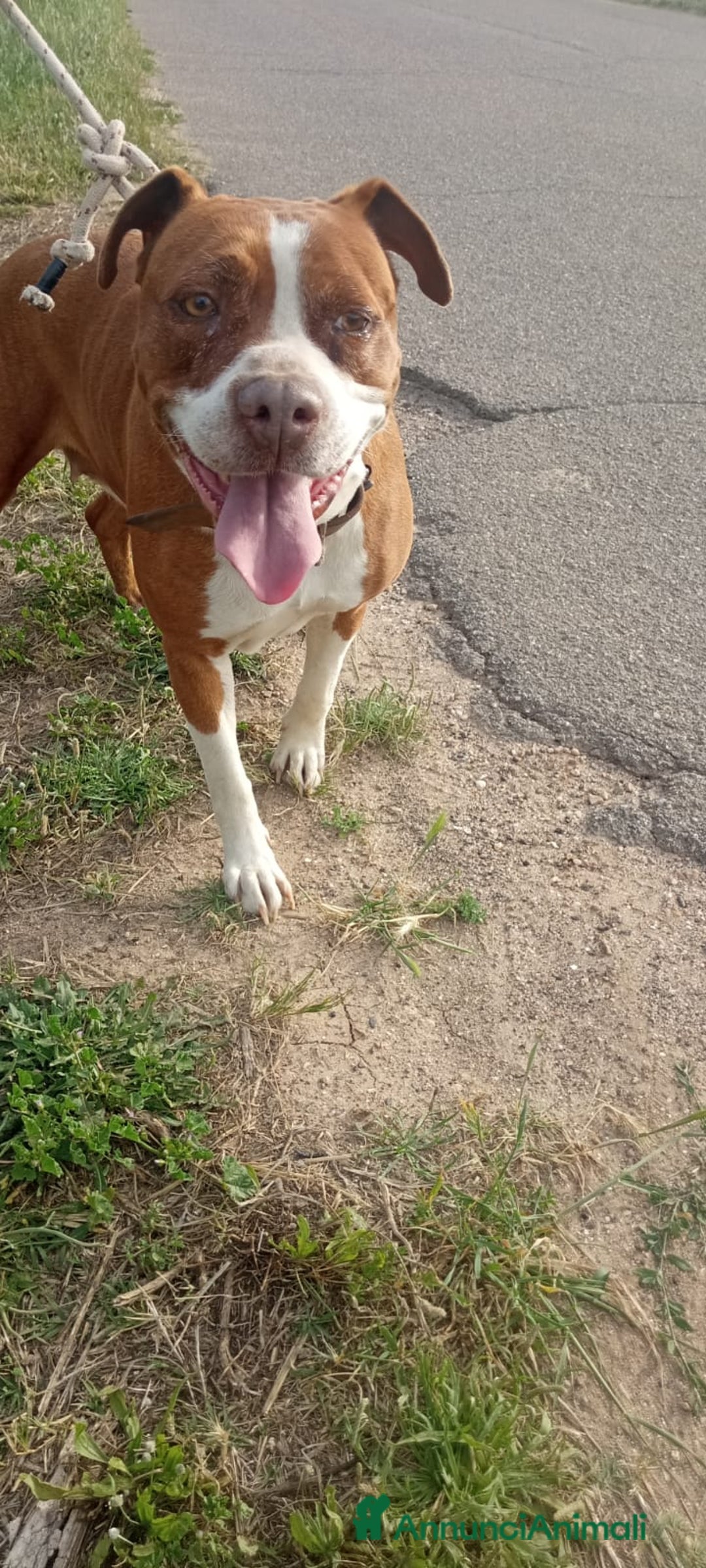 American Staffordshire cani in regalo: Amstaff adulta SOLA IN ROULOTTE!SOS CASA ORISTANO  - Annuncio 5