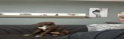 Meticcio cani in regalo: Cucciolo portato in rifugio a 9 mesi... - Annuncio 4