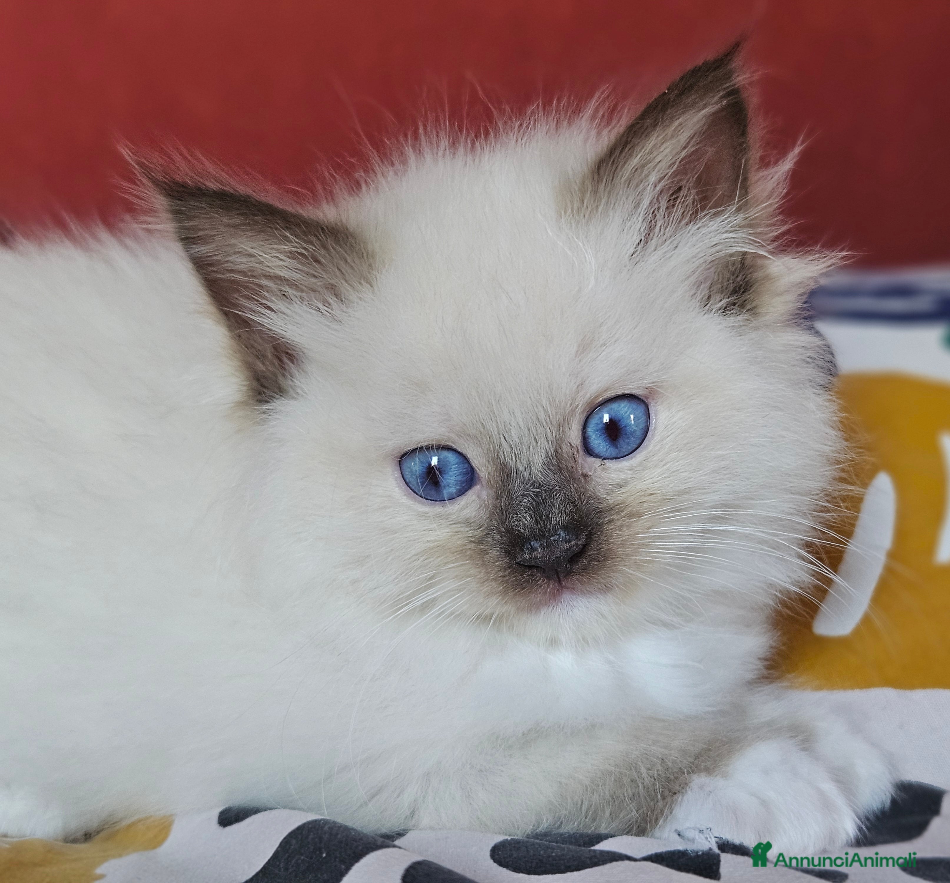 Ragdoll gatti Meravigliosa cucciolata Ragdoll  - Annuncio 1