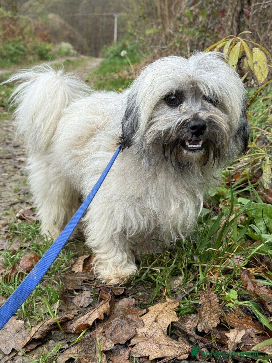 Shih Tzu cani in regalo: BUNNY, mix SHIH TZU tutto pelo! 4KG. - Annuncio 2