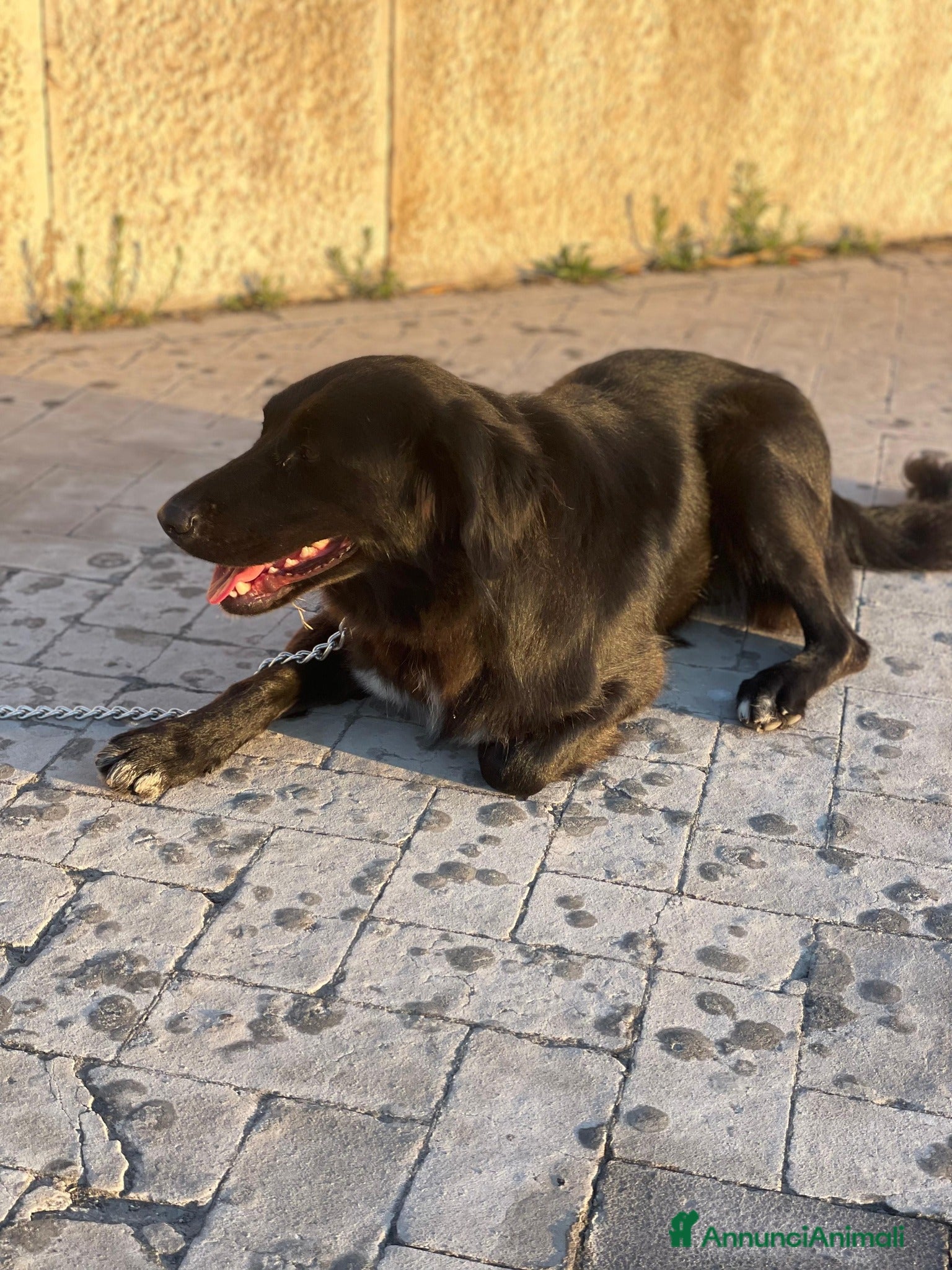 Meticcio cani Diana 2 anni, dolcissima affettosa coccolona a Città Metropolitana di Torino - Annuncio 31