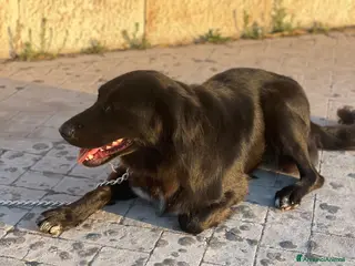 Meticcio cani Diana 2 anni, dolcissima affettosa coccolona a Città Metropolitana di Torino - Annuncio 31