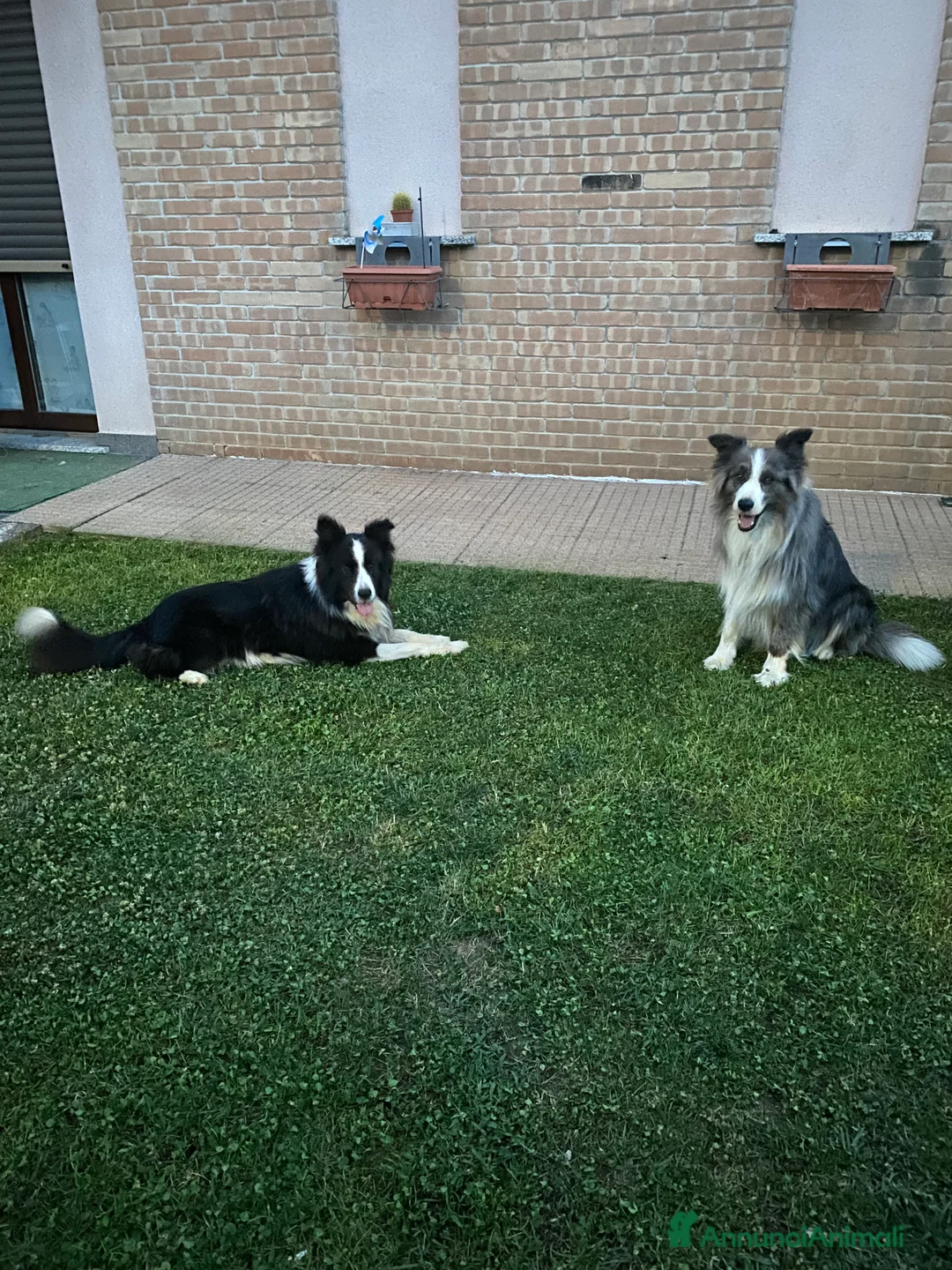 Border Collie cani per accoppiamento: Maschi Border Collie puro per accoppiamento  a Provincia di Varese - Annuncio 5