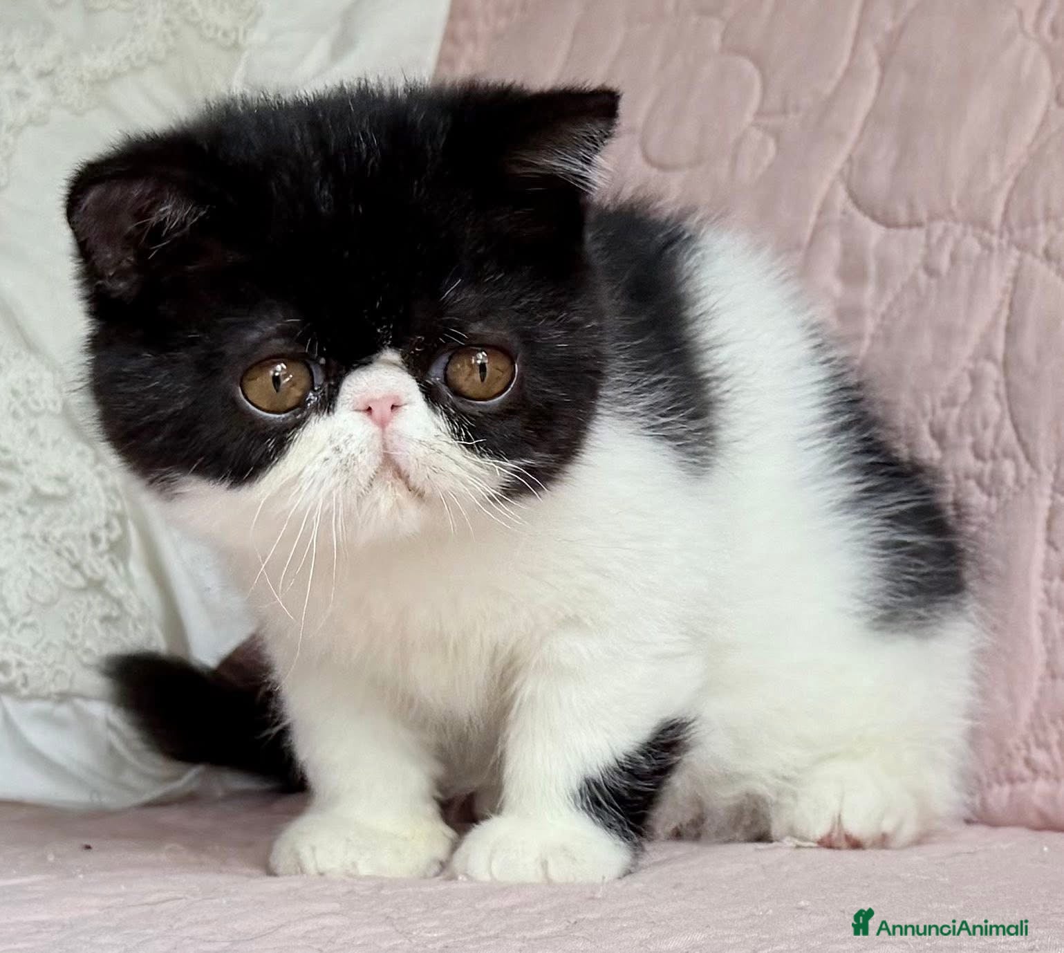 Exotic Shorthair gatti Cucciola di exotic shorthair di alta genealogia - Annuncio 1