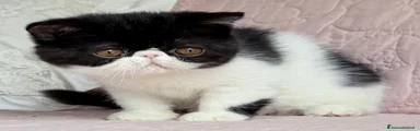 Exotic Shorthair Gattino 1