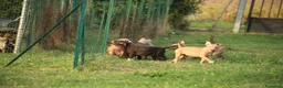 Pitbull cani in vendita: Cuccioli Pit Bull con pedigree anche a rate - Annuncio 27
