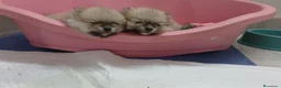Spitz cani in vendita: Pomerania - Annuncio 2