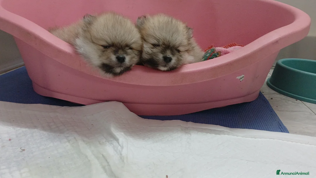 Spitz cani in vendita: Pomerania - Annuncio 2