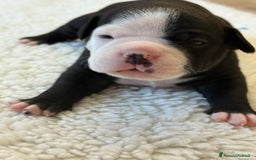 American Bully cani in vendita: Dolcissimi American Bully  - Immagine 5