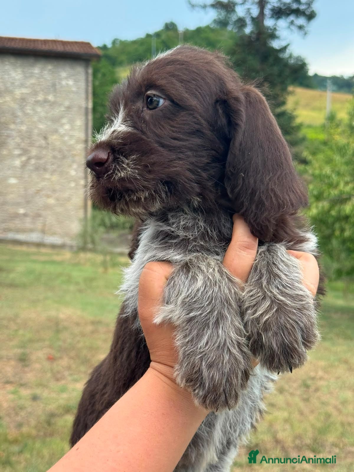 Spinone cani Cuccioli di Spinone Italiano - Annuncio 10