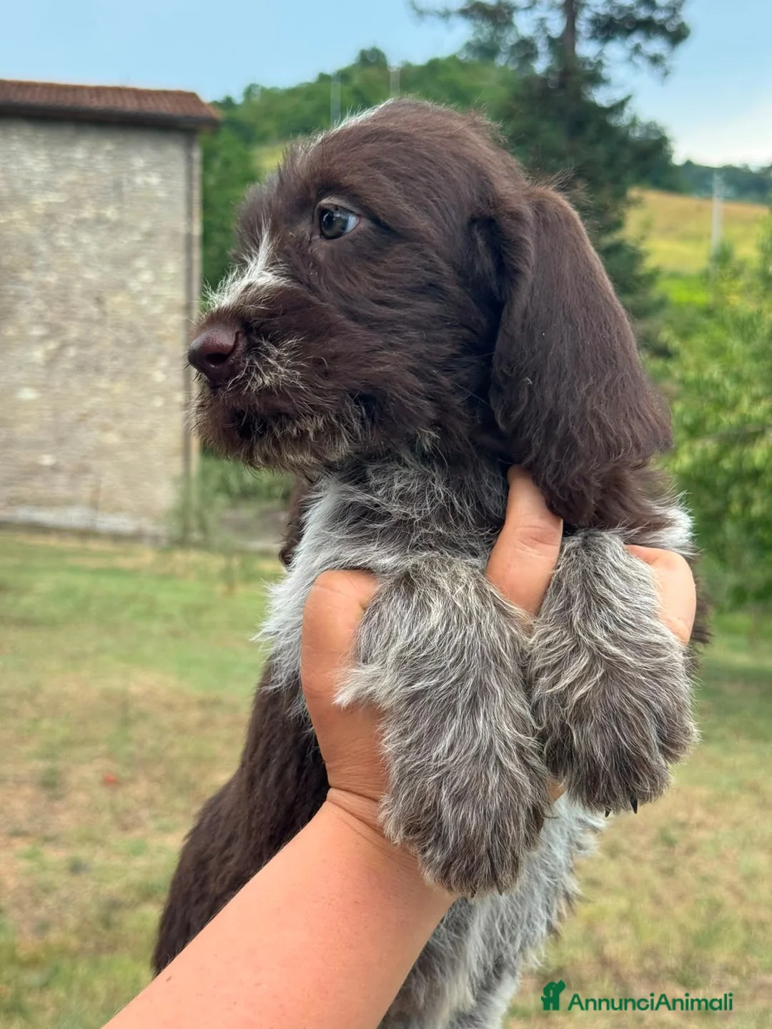 Spinone cani in vendita: Cuccioli di Spinone Italiano - Annuncio 1