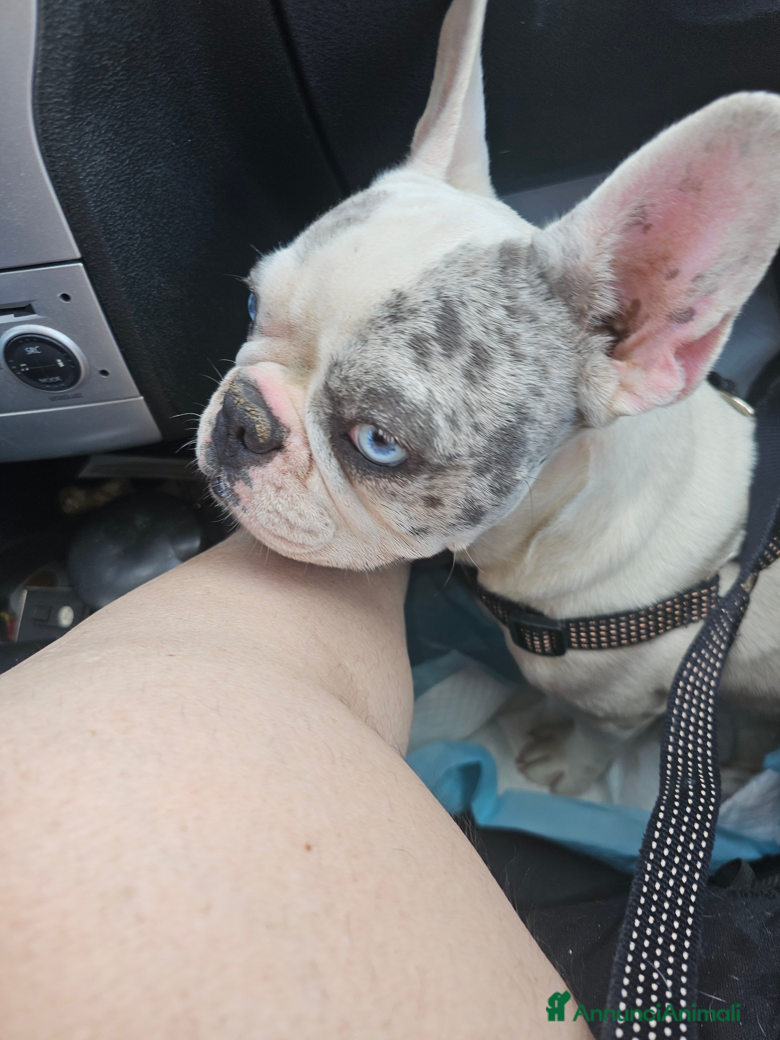 Bulldog Francese cani Bulldog Francese cuccioli straordinari! - Annuncio 13