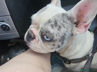 Bulldog Francese cani Bulldog Francese cuccioli straordinari! - Annuncio 3