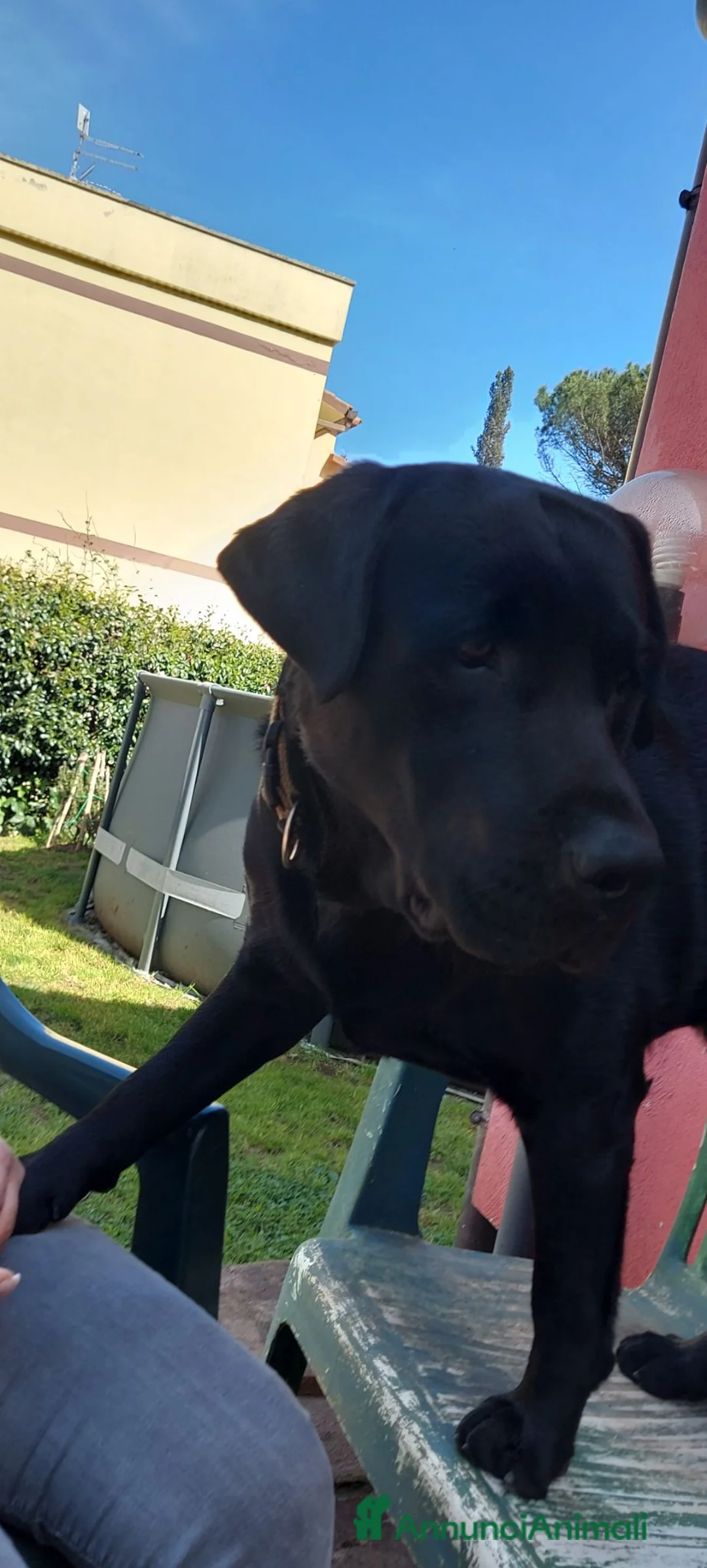 Labrador cani per accoppiamento: Labrador per monta a Città metropolitana di Roma Capitale - Annuncio 1