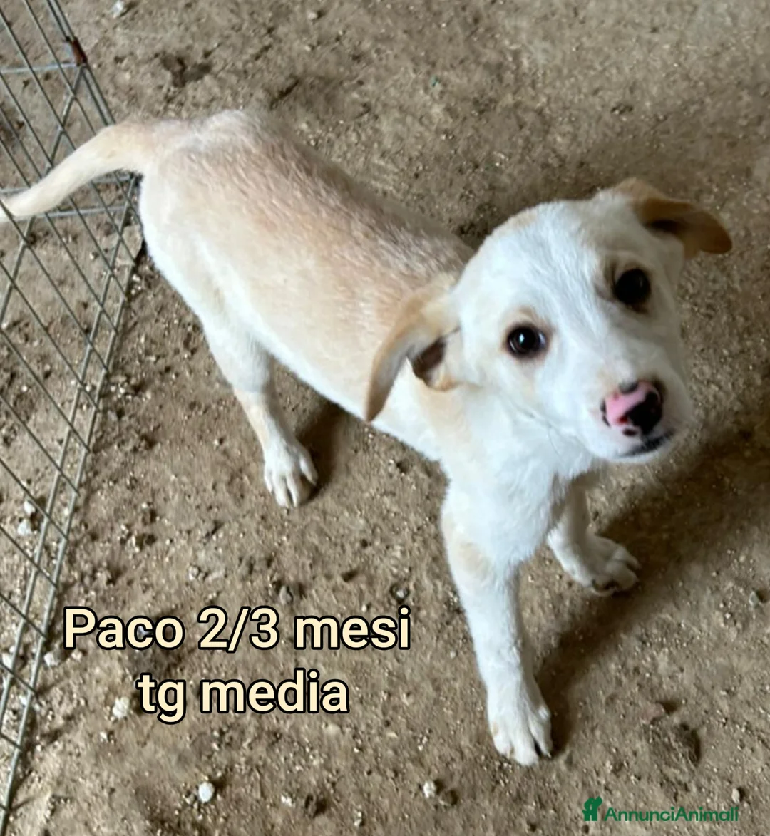 Meticcio cani in regalo: TANTI CUCCIOLI SOLI!  - Annuncio 12