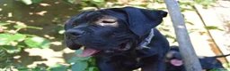 Cane Corso cani in vendita: Maschio di Cane Corso  - Annuncio 2