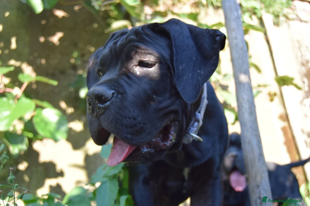 Cane Corso cani in vendita: Maschio di Cane Corso  - Annuncio 2