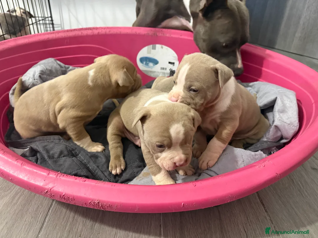 American Staffordshire cani in vendita: Cuccioli amstaff - Annuncio 4