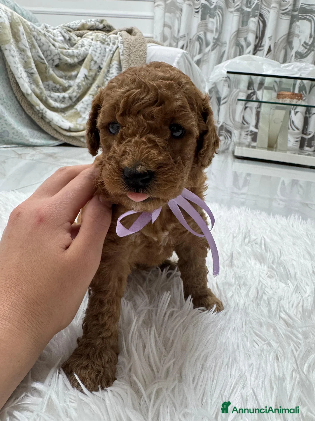 Meticcio cani in vendita: Barboncini red - Annuncio 4