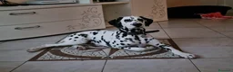 Dalmata cani in vendita: Cucciolo di Dalmata - Annuncio 2