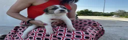 Meticcio cani in regalo: 3 bellissime cucciole cercano casa a Libero consorzio comunale di Ragusa - Annuncio 2