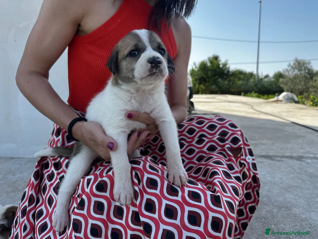 Meticcio cani in regalo: 3 bellissime cucciole cercano casa a Libero consorzio comunale di Ragusa - Annuncio 2