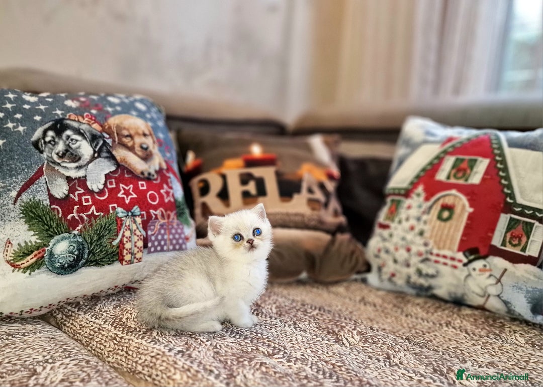 British gatti in vendita: British shorthair e longhair  - Annuncio 14