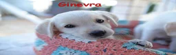 Labrador cani in regalo: Quattro cuccioli incrocio labrador in adozione a Città Metropolitana di Genova - Annuncio 6