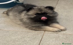 Wolfspitz cani in vendita: Cuccioli Wolfspitz/Keeshond a Provincia di Como - Immagine 6
