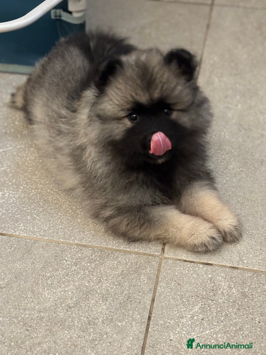 Wolfspitz cani in vendita: Cuccioli Wolfspitz/Keeshond a Provincia di Como - Immagine 6