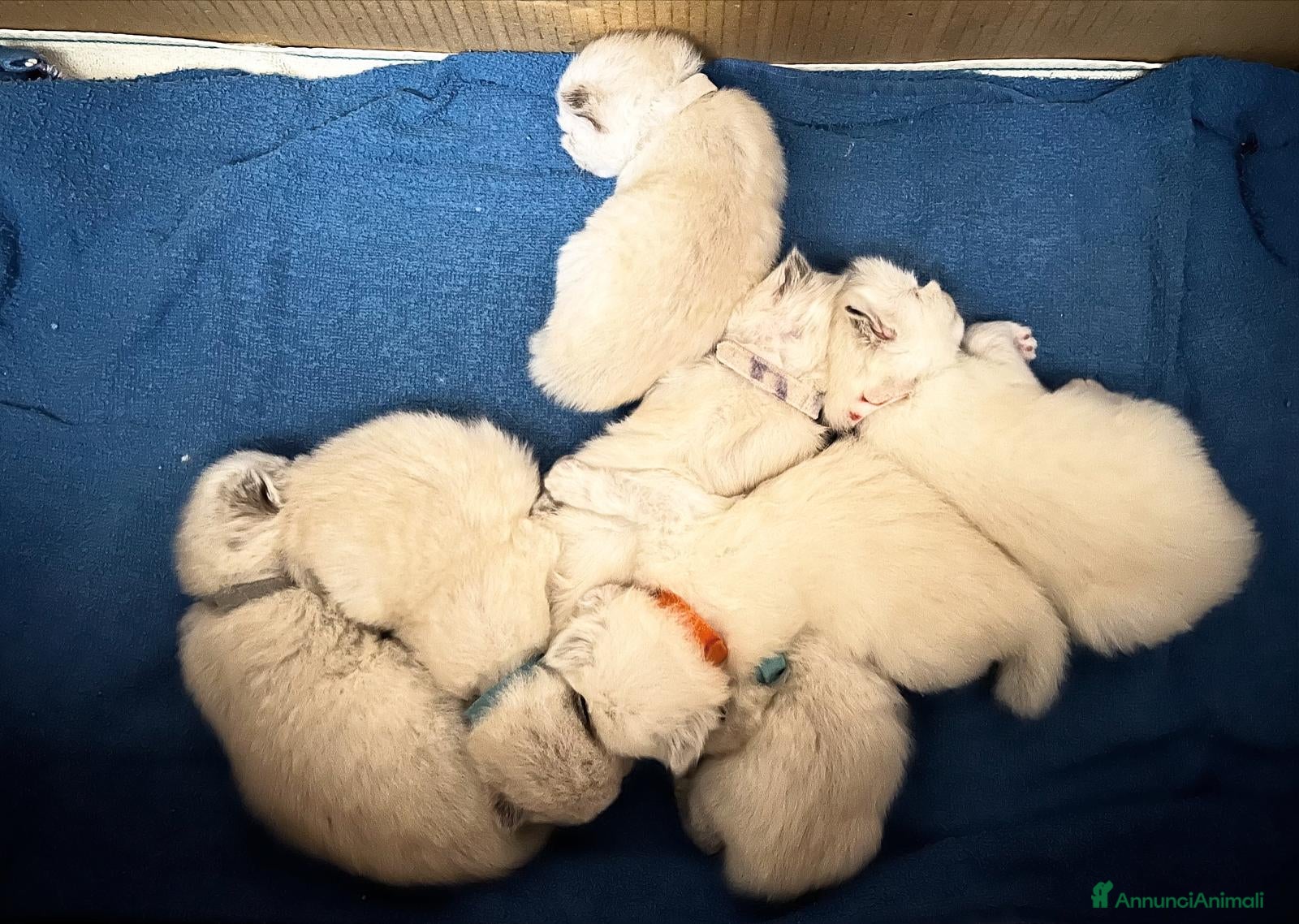 Siberiano gatti Gatti Siberiani Neva Masquerade - Annuncio 17