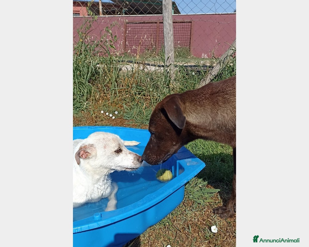 Meticcio cani in regalo: Fuego, Cane molossino Maschio color cioccolato a Latina - Annuncio 7