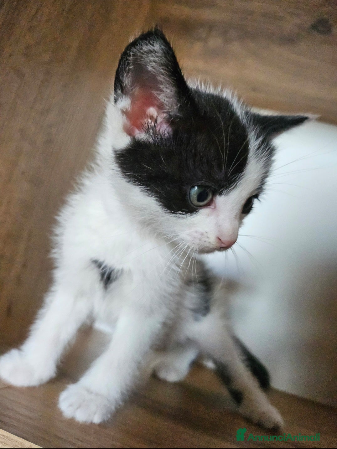 Meticcio gatti in regalo: Regalo Gattino  a Provincia di Vicenza - Annuncio 1