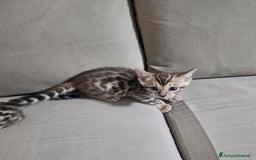Bengala gatti in vendita: Gatto bengala  a Città metropolitana di Roma Capitale - Immagine 3